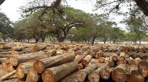 Kayu Jati